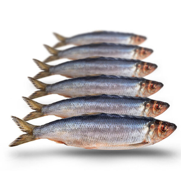 Hering klein 5 - 8 Stück ca. 15-25cm per 450-550g gefroren