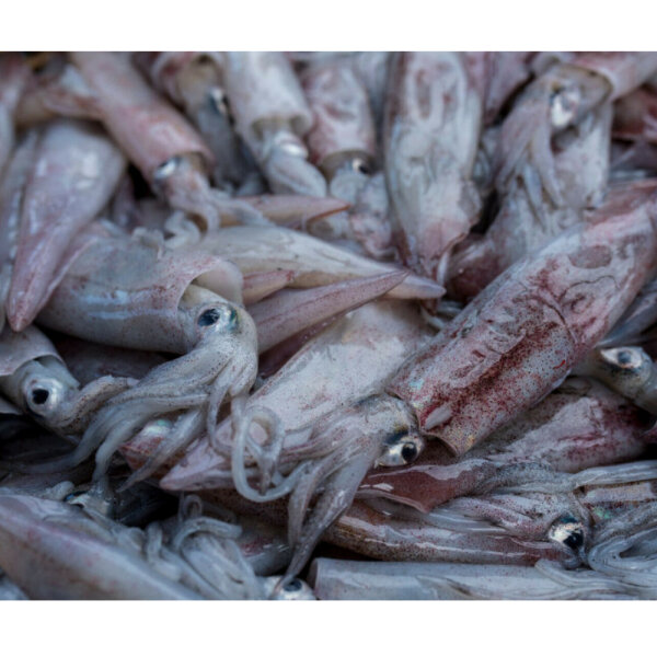 Kalamar Tintenfisch Calamari 6 - 8 Stück 15-22cm per 400g...