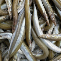 Sandaal 12 - 20 Stück ca. 12-18cm per 250g gefroren
