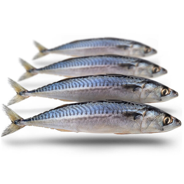 Prebaits Makrele Mittelgroß - Vakuumverpackt