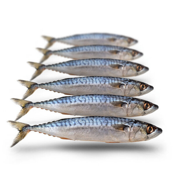 Prebaits Makrele Klein - Vakuumverpackt
