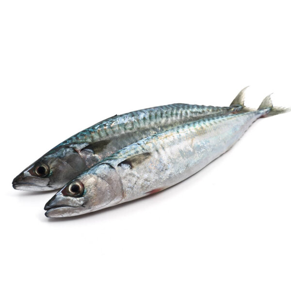 Makrele 6 Stück ca. 22-30cm gefroren Premium Qualität