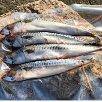 Makrele 6 Stück ca. 22-30cm gefroren Premium Qualität